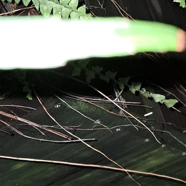 jungle
