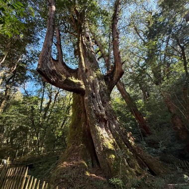 巨木下的我们_StreetVoice