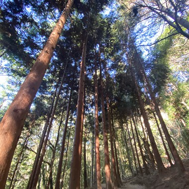 巨木下的我们_StreetVoice