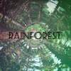 雨林.Rainforest