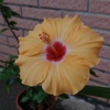 花 Hana