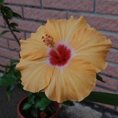 花 Hana