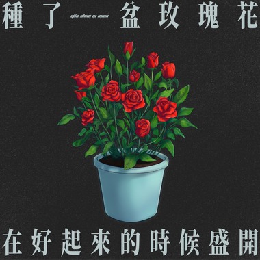 种了一盆玫瑰花 在好起来的时候盛开