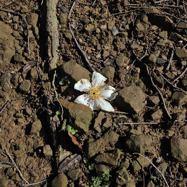 水！假设这样向前走 (cover)
