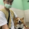 柯基冷漠