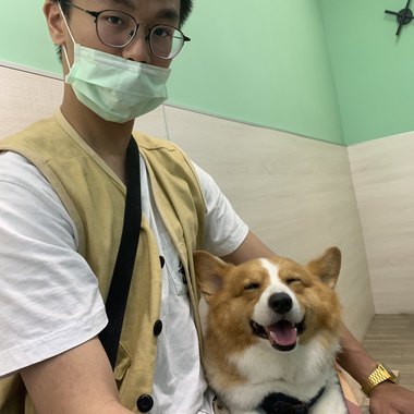 柯基冷漠