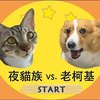 猫狗大战小河岸场-终极时空