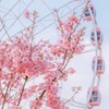 小黑恋爱日记