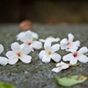 桐花恁靓demo