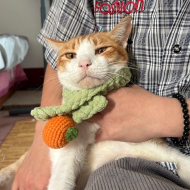 我的猫把奖杯摔碎了