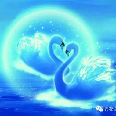 天鹅