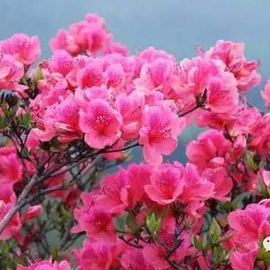 杜鹃花