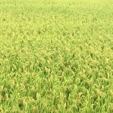 巴豆就疼＿肉粽就香