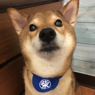 柴犬不是猫