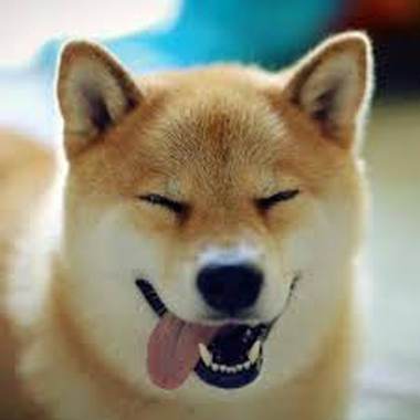 柴犬