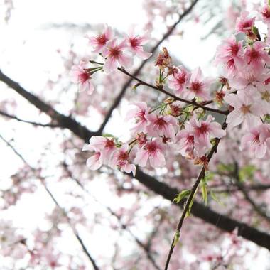 樱花桥