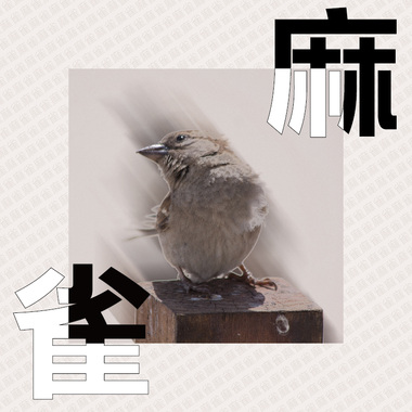 麻雀麻雀
