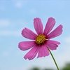 一朵花