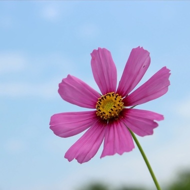 一朵花