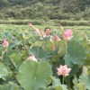 爱在夏天.Cover