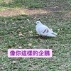 DUCK!!!!!