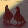 waddle waddle (demo)