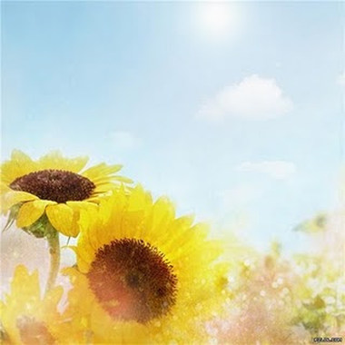 向日葵的约定