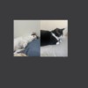 枕头猫咪Demo