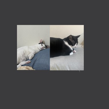 枕头猫咪Demo