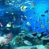水族馆里的鱼不配有梦　DEMO