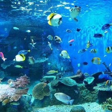 水族馆里的鱼不配有梦　DEMO