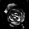 黑色蔷薇
