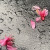 still(demo)
