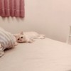 LanLan_Wake_Up