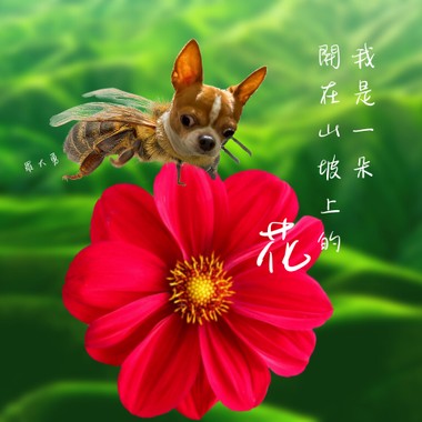 我是一朵开在山坡上的花