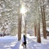 积雪 Snow Covered Road