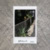 芦荟里的花 by sheshe (demo)