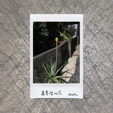 芦荟里的花 by sheshe (demo)