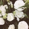 温室里的花朵