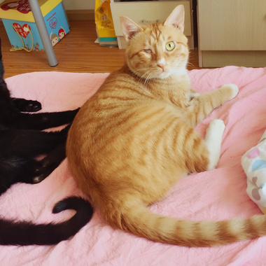 卡卡西卡卡西，是一只蠢猫