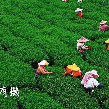 感谢有机（献给有机农民）Demo