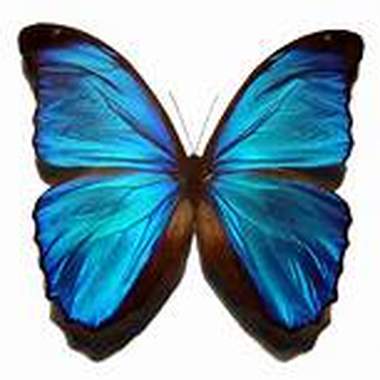 SJ - Butterfly Paradise DEMO