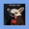 连我家的狗都记得你