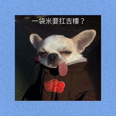 连我家的狗都记得你