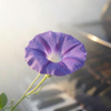 八月的牵牛花   |   轻音乐  |