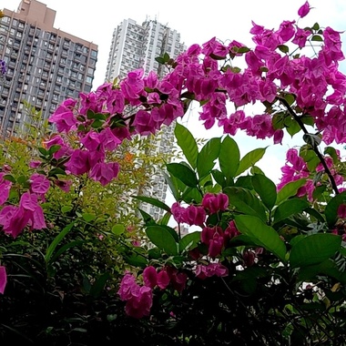 到此为止