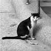 时间像孤独的猫/北区