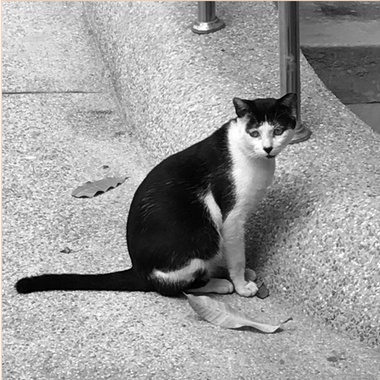 时间像孤独的猫/北区