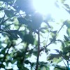 缺口demo