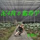 泥4我ㄉ龟背芋